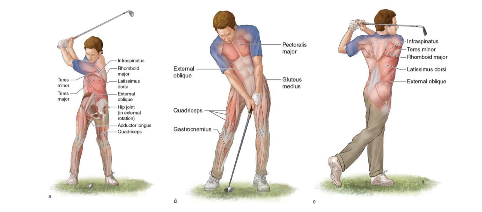 Muscle anatomy of the golf swing